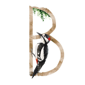 b_buntspecht_s