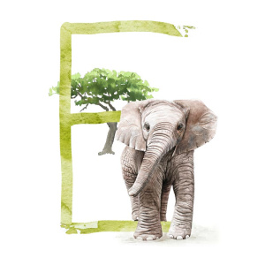 e_elefant6