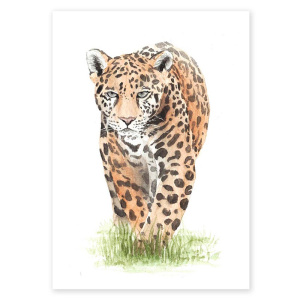 poster_jaguar