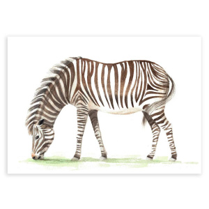 poster_zebra