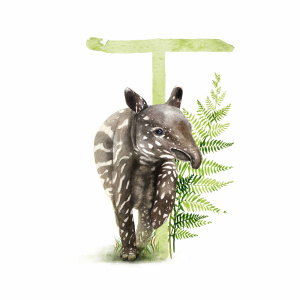t_tapir_etsy