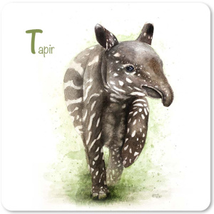 tapir