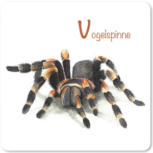 vogelspinne