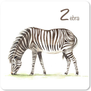 zebra