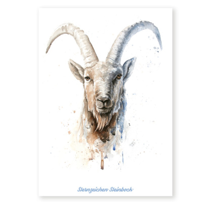 full_steinbock_web