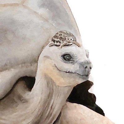 schildkroete_detail